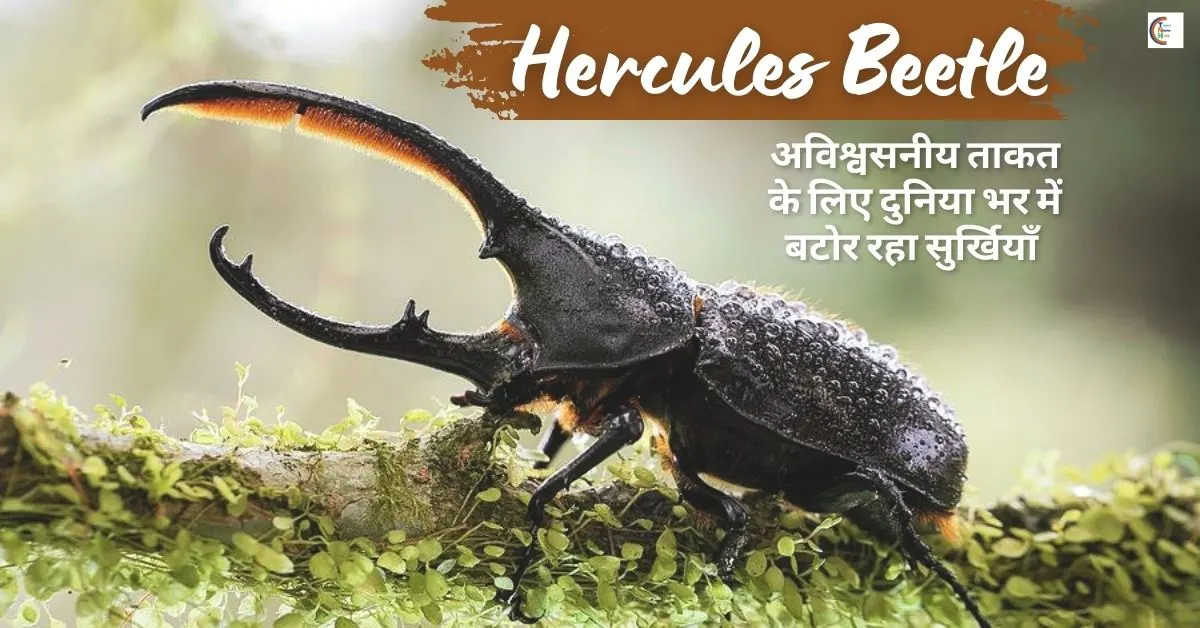 हरक्यूलिस-बीटल-राइनोसेरॉस-बीटल-HerculesBeetle-NatureWonders-SuperInsect