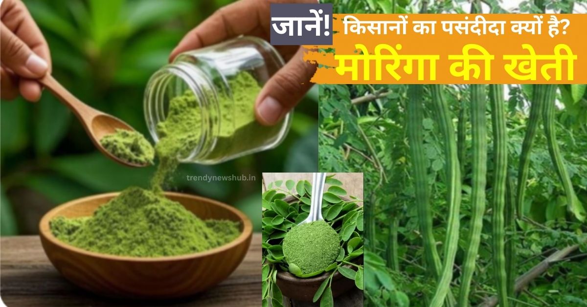 moringa, sahjan,सहजन, मोरिंगा, moringa ki kheti kaise kare, moringa ki kheti in hindi, moringa ki kheti kab aur kaise karen, moringa sahjan ki kheti, sahjan ki kheti kaise karen, sahjan ki kheti kaise karte hain, sahjan ki kheti in hindi, sahjan ki kheti kaise kare, sahjan ki kheti karne ka tarika,