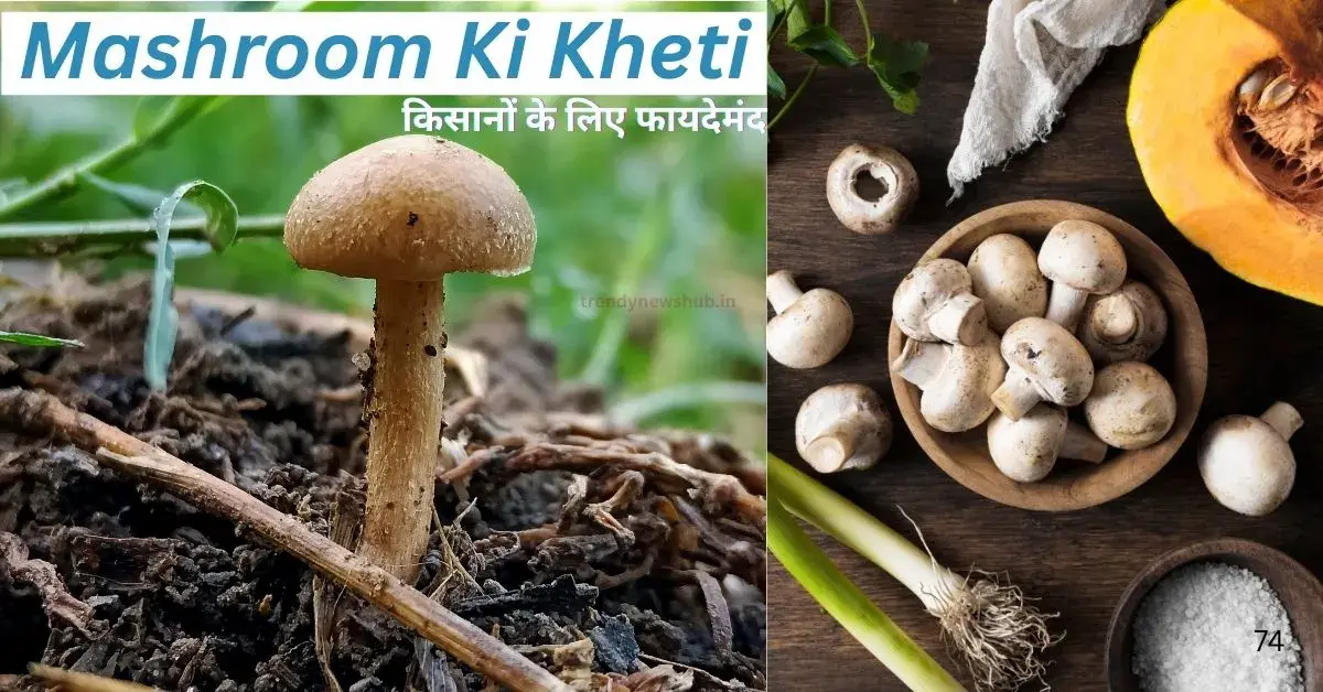 mushroom ki kheti kaise kare, mushroom ki kheti kaise hoti hai, mushroom ki kheti kaise karte hain, mushroom ki kheti kaise karen ghar per, mushroom ki kheti ki training, button mushroom ki kheti, mushroom ki kheti kaise ki jaati hai, mushroom ki kheti,